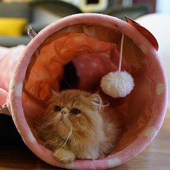 Cat Tunnel